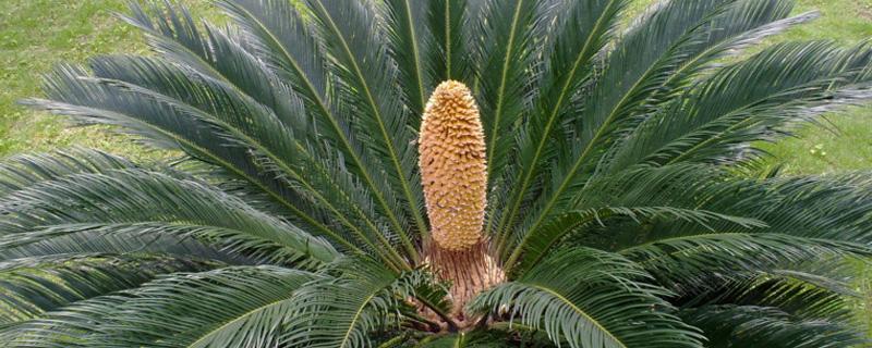 铁树开花的征兆（家里铁树开花的征兆）