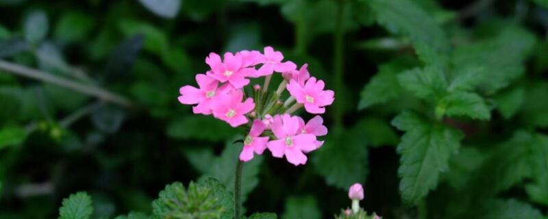 美女樱能活几年 美女樱能活多久