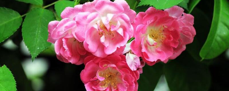 蔷薇老桩怎么生根 如何栽蔷薇老桩