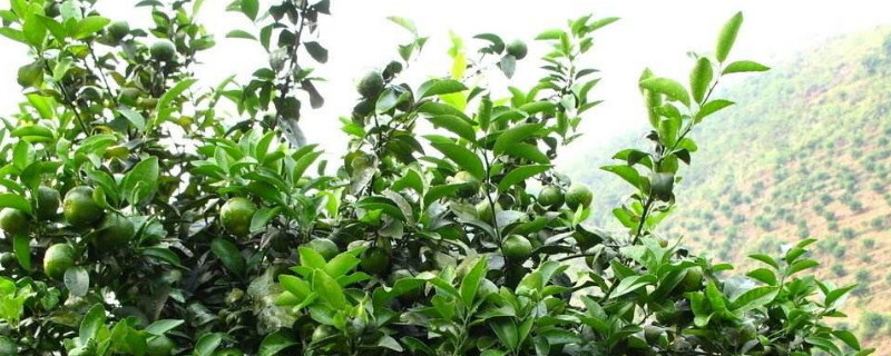 徒长枝怎么识别（如何识别长枝和短枝）