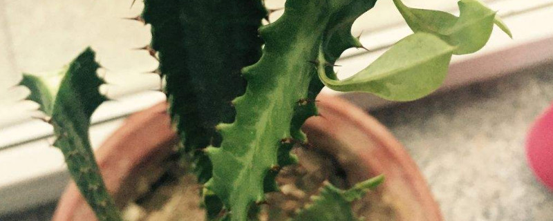 三棱的龙骨开花吗 三棱龙骨花开花图片大全