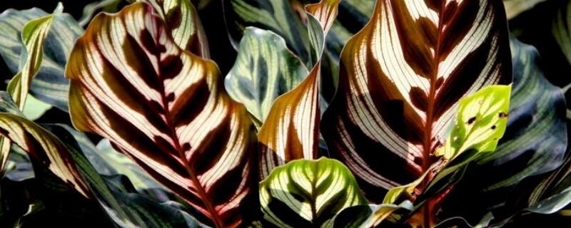 孔雀竹芋会开花吗 孔雀竹芋会开花吗?花是什么样子的?