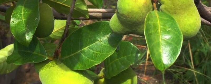 红桂木果的功效与作用（红桂木根的功效与作用）