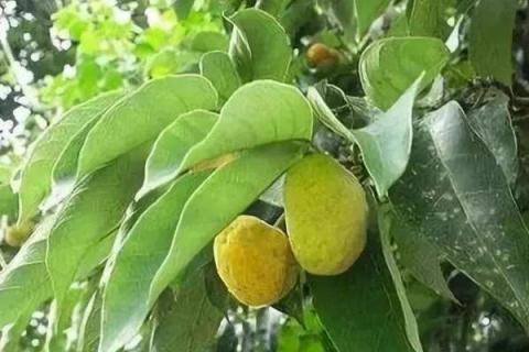 红桂木果的功效与作用