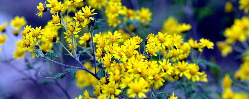 野菊花晾晒方法（野菊花晾晒方法视频）