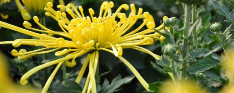 四季菊花怎么修剪 四季菊花修剪后如何养护