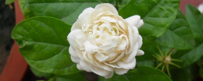 虎头茉莉与茉莉的区别 虎头茉莉与茉莉的区别图片