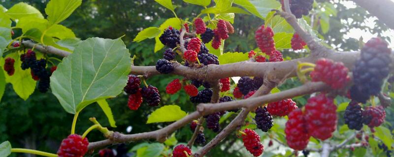 桑树的作用 桑树的作用和功效及副作用