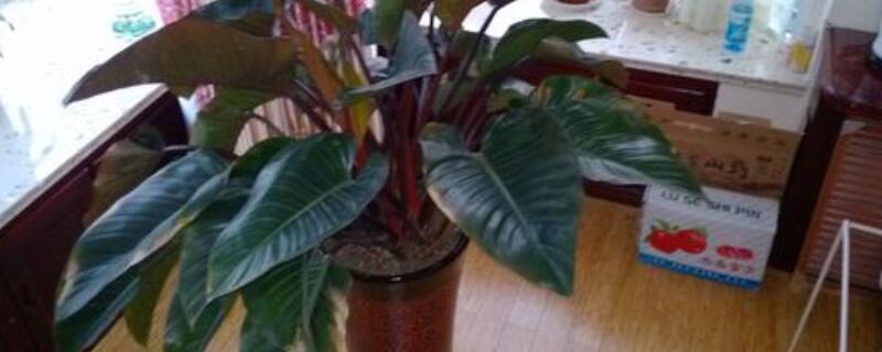 红苞喜林芋有毒吗 喜林芋的风水及寓意