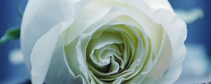 第一次约会送什么花好（第一次约会应该送花吗）