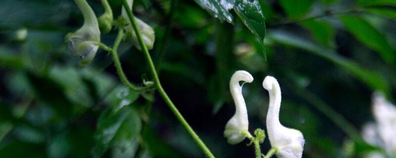 天鹅花有毒吗 天鹅花有毒吗能吃吗