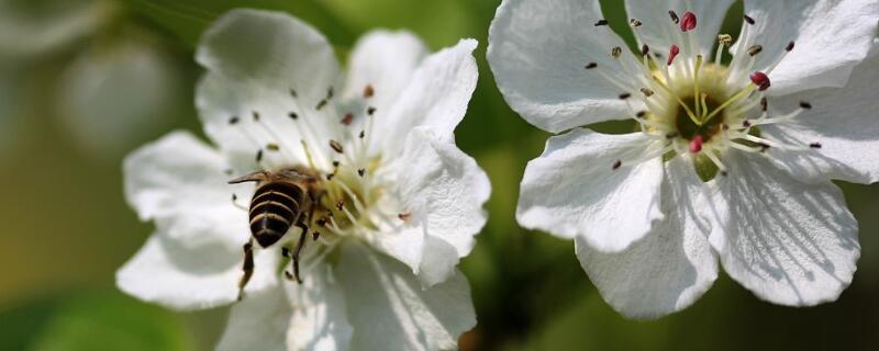 梨树打什么药不用授粉 梨树打什么药不生虫