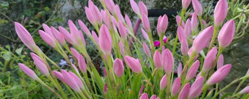 风雨兰球根怎么种（风雨兰球根种下要浇水吗）