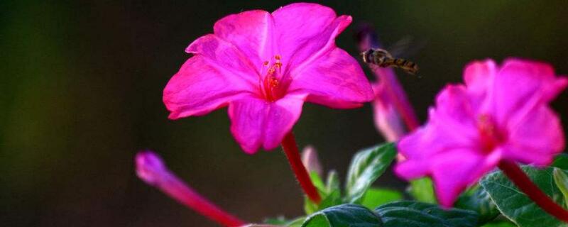 夜来香花有毒吗（夜来香花有毒吗 能在家里养吗）