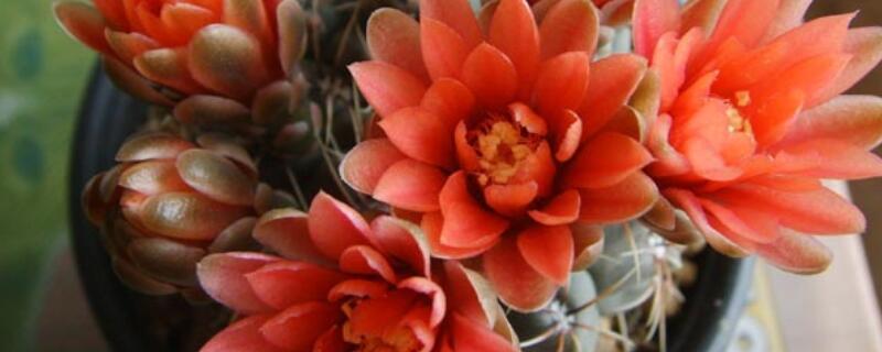 绯花玉皱皱巴巴怎么办 绯花玉干瘪了怎么办