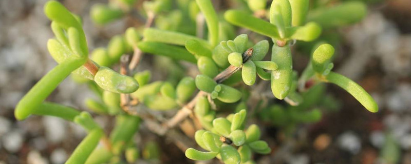 枝干番杏为什么不开花(枝干番杏为什么不开花结果)