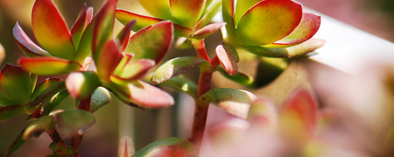 天狗之舞怎么扦插（天狗之舞怎么扦插繁殖）