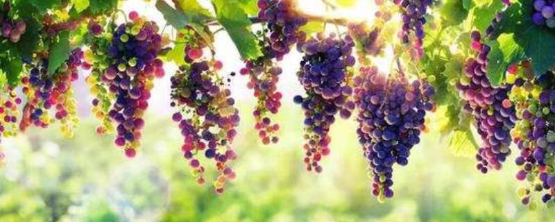 一年葡萄苗怎么留主干 一年葡萄苗怎么留主干农家院