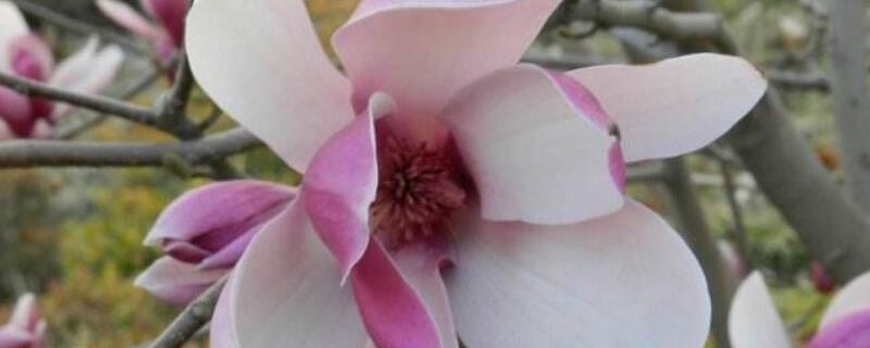 二乔玉兰和玉兰区别（二乔玉兰与玉兰的区别）