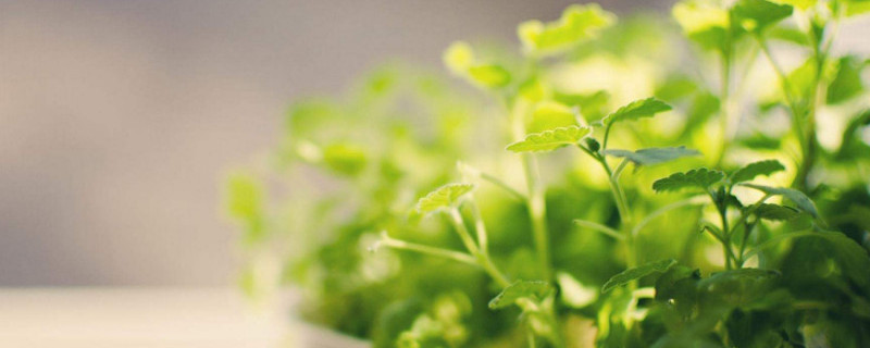 夜来香盆栽注意事项 夜来香盆栽注意事项和养护