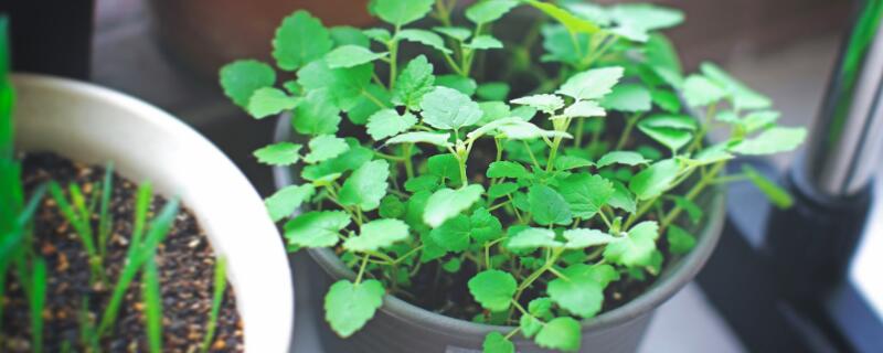 猫薄荷是什么（猫薄荷是什么植物）