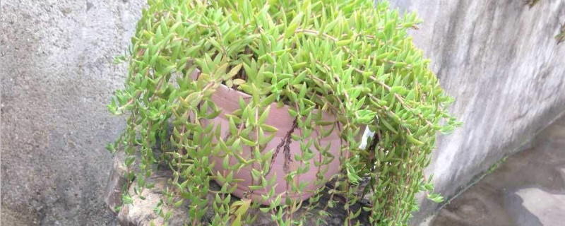 盆垂草有毒吗 垂盆草放在室内会不会有毒