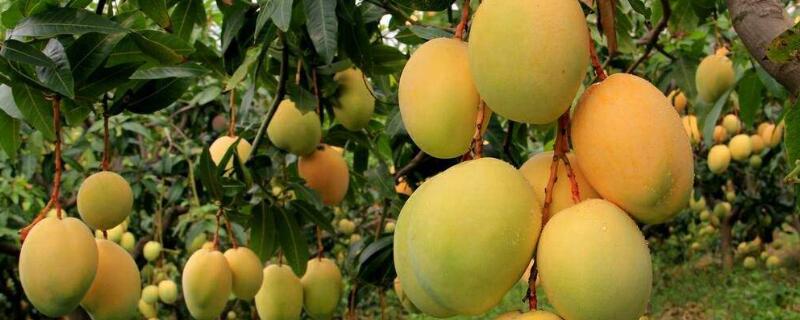芒果几年能结果（芒果几年结果?）