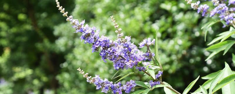牡荆和黄荆的区别（牡荆和黄荆的区别与功效）
