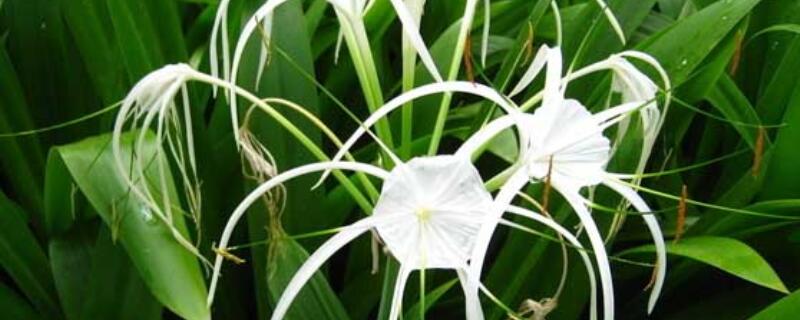 水鬼蕉有毒吗（水鬼蕉有毒吗能吃吗）