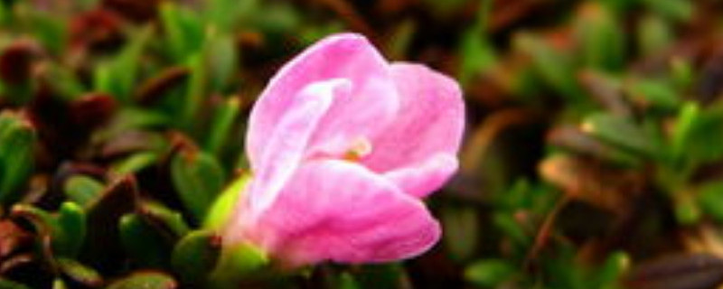 红花岩梅栽种方法 红花岩梅栽种方法