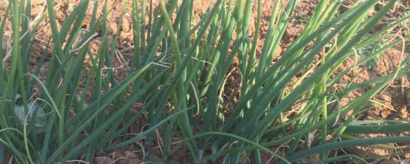 韭葱和大葱的区别（韭葱和大葱的区别在哪里）