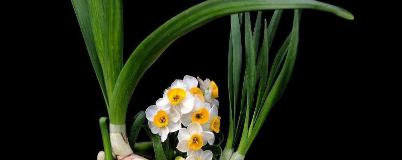 水培水仙开花后怎么办（水培水仙开花后怎么办呢）