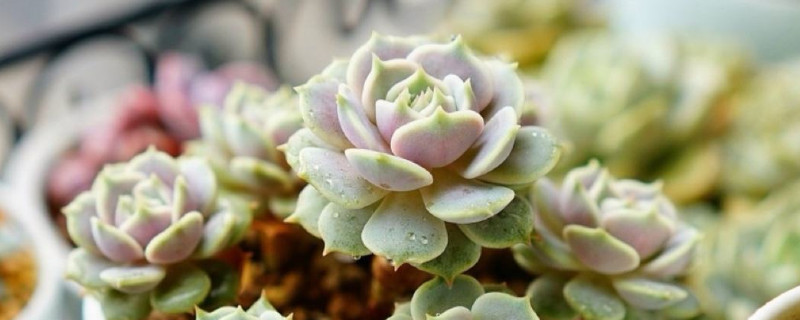 多肉植物出锦的方法 多肉怎样出锦