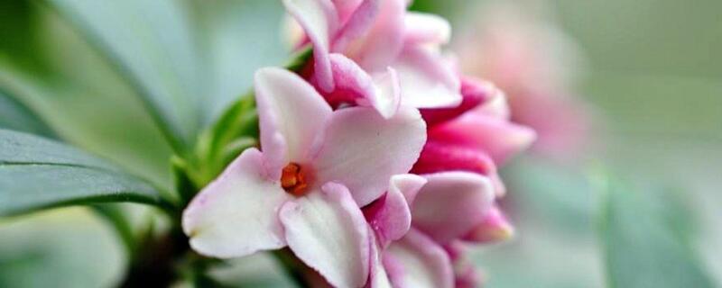 瑞香叶子下垂还能活吗(瑞香叶子下垂还能活吗视频)