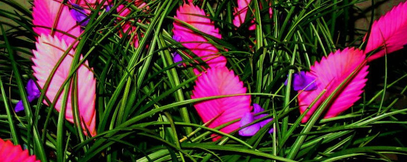 紫花凤梨怎样浇水 紫星凤梨需要浇水吗