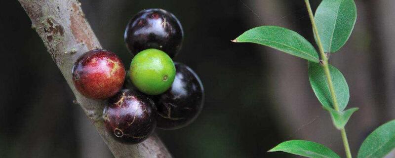 为什么嘉宝果树脱皮 为什么嘉宝果树脱皮了