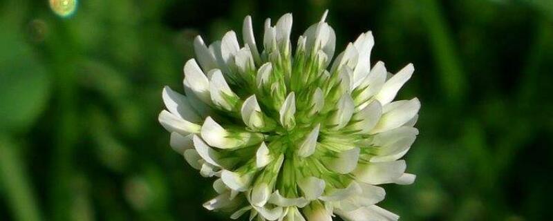 白车轴草的功效 白车轴草的功效与作用