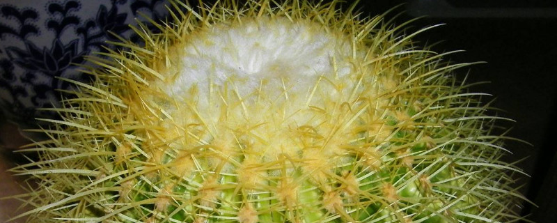 金虎仙人球怎么浇水 金虎仙人球浇水次数