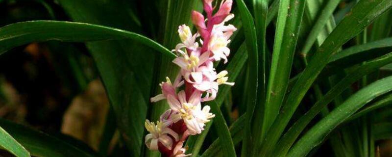 吉祥草和兰草的区别（吉祥草与兰花的区别）