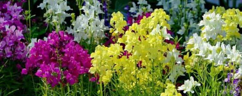 金鱼草花期 金鱼草花期在几月