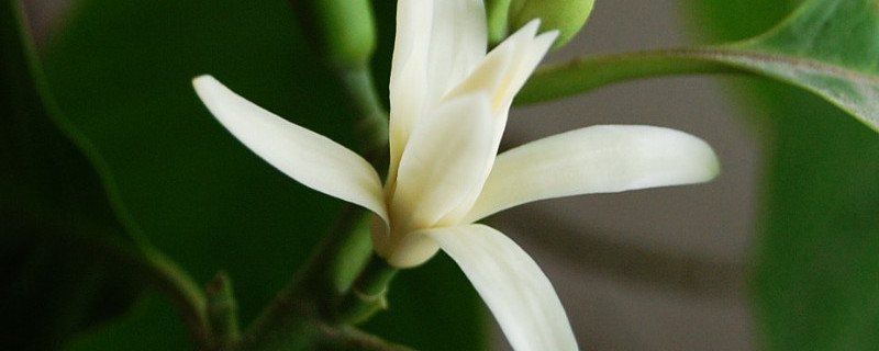 白兰花不开花是什么原因（白兰花不开花是什么原因呢）