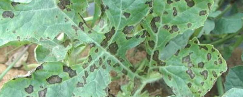 炭疽病与褐斑病的区别 炭疽病与褐斑病的区别在哪