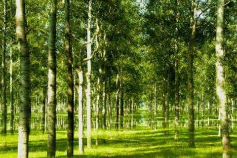 银白杨和毛白杨区别