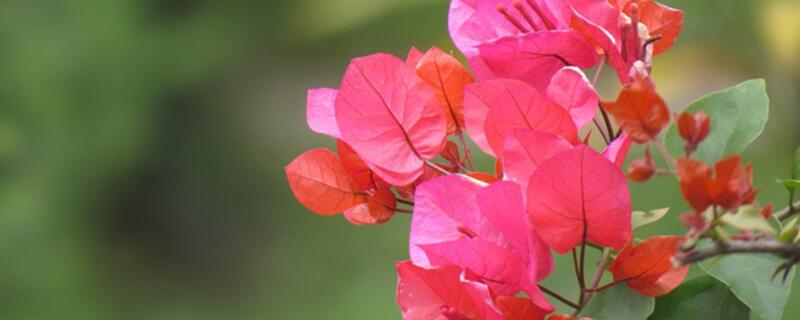 叶子花和三角梅的区别（叶子花花语寓意）