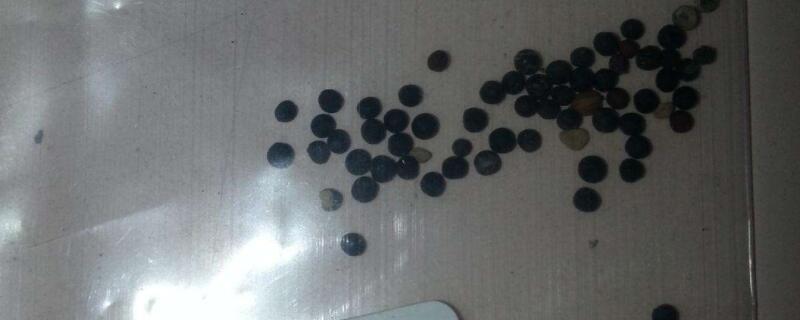 满天星种子怎么分辨 满天星种子什么样子