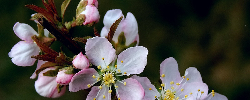 郁李怎么种(郁李怎么种植)