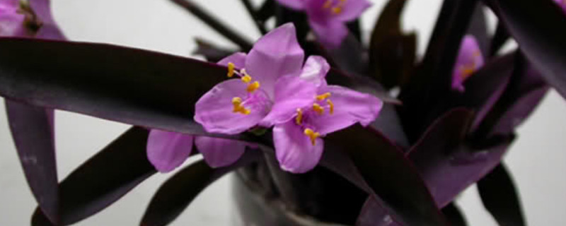 紫鸭趾草怎么造型 紫鸭趾草图片