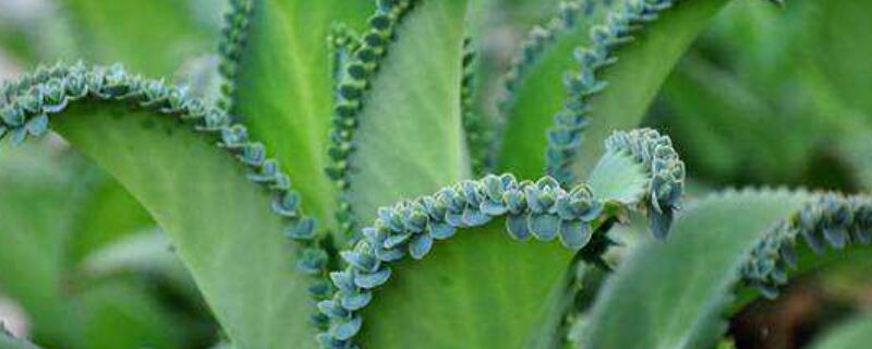 落地生根的药用价值 落地生根的药用价值根治痔疮吗