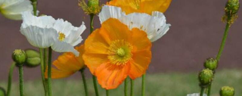 野罂粟和罂粟一样吗（野罂粟和罂粟一样吗为什么）