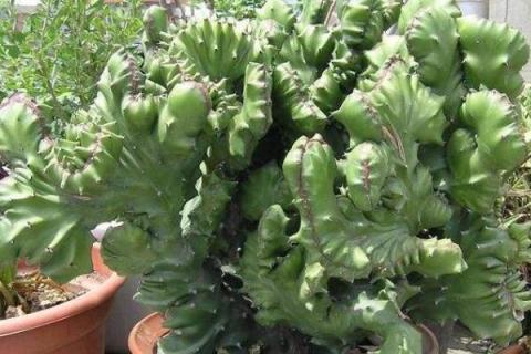 玉麒麟和麒麟掌的区别